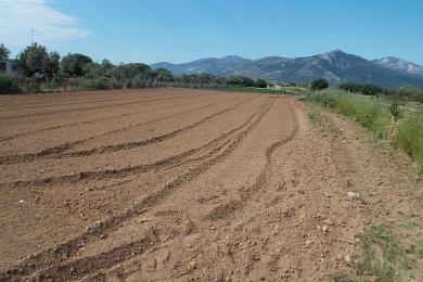 Agricultural Land Plot Sale - MARATHONAS, ATTICA