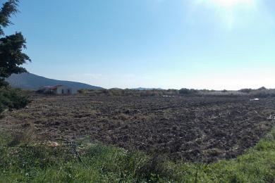 Agricultural Land Plot Sale - KATO SOULI, ATTICA